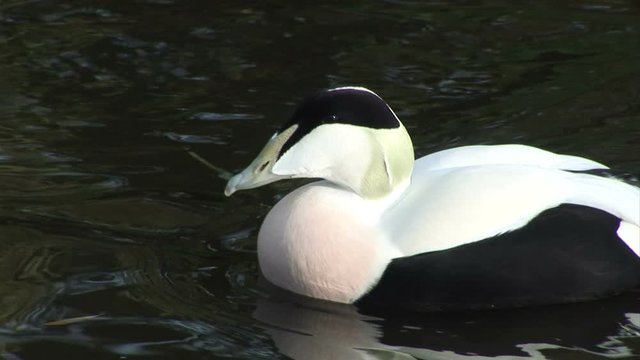 Eider ducks close up swimming on the water UK
