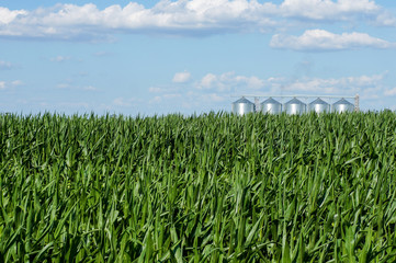 Corn field