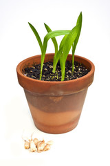 Freesia seedlings in a clay pot with bulbs isolated on white 