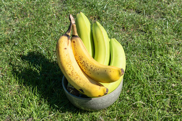 A bunch of unripe and ripe bananas in a small bowl