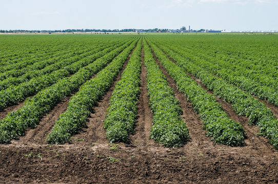 Tomato field with rows of tomato plants