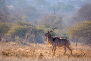 Greater kudu male in savannah scenery in Kruger National park, South Africa ; Specie Tragelaphus...