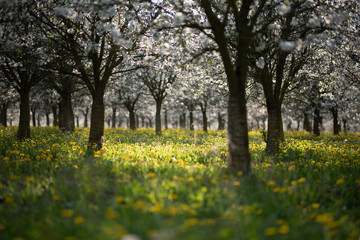 Frühling