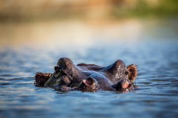 Fototapeta premium Hippopotamus head in water surface level in Kruger National park, South Africa ; Specie Hippopotamus amphibius family of Hippopotamidae