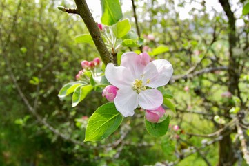 Kirschblüte