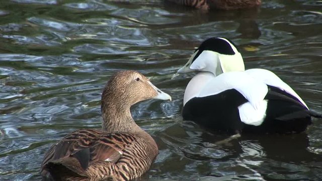 Eider ducks close up swimming on the water UK