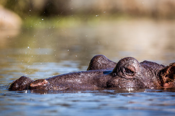 Hippopotamus head in water surface level in Kruger National park, South Africa ; Specie...