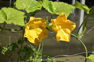 Obraz premium Fleurs de courge au printemps