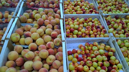 Fresh peaches and nectarines in boxes on supermarket shelves. Farmers market for fruits and vegetables. Supply of quality products. Retail industry. The concept of the problem of rising food prices.