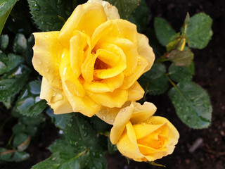 Yellow rose with water drops after rain.