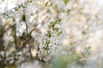 Frühling