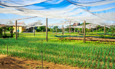 Tra Que village, organic vegetable field, near Hoi An old town, Vietnam