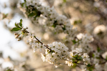 Frühling