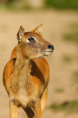 Fototapeta premium The Nile lechwe or Mrs Gray's lechwe (Kobus megaceros), portrait of a young female.