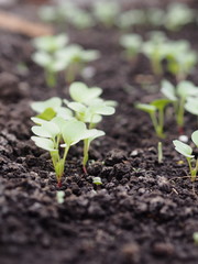 Photo of young sprouts of radish in the garden in the ground. Planting vegetables in spring