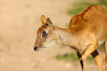 The Nile lechwe or Mrs Gray's lechwe (Kobus megaceros), portrait of a young female.
