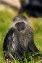 The king colobus (Colobus polykomos), also known as the western black-and-white colobus sits on the ground in the grass. Portrait of a rare monkey from Africa.