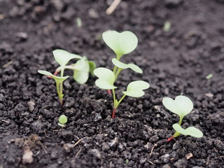 Photo of young sprouts of radish in the garden in the ground. Planting vegetables in spring