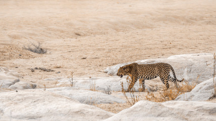 Leopard walking on sandy riverbank in Kruger National park, South Africa ; Specie Panthera pardus...