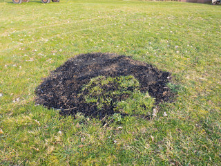 Black burnt circle in fresh green grass