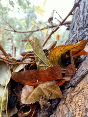 autumn leaves on the ground