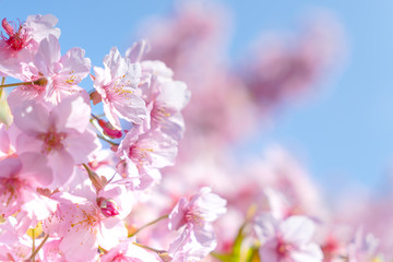 満開の河津桜