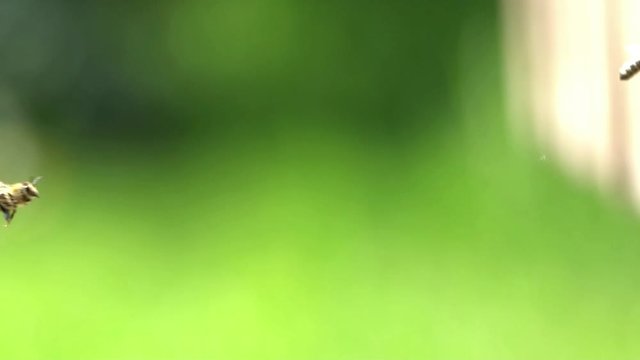 Bienenflug in Zeitlupe