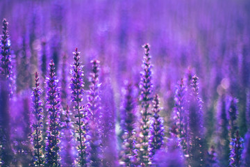Close up of purple decorative sage flowers field. Beautiful summer garden violet floral bloom background. Salvia Bumbleberry, Woodland Sage. Selective focus. 