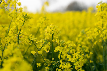 Obraz premium Frühling