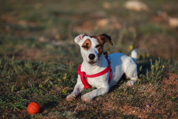 jack russell terrier playing with ball