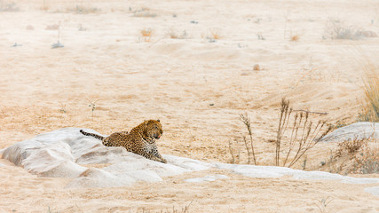 Leopard lying down on a rock in riverbank in Kruger National park, South Africa ; Specie Panthera pardus family of Felidae