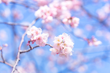 満開の河津桜