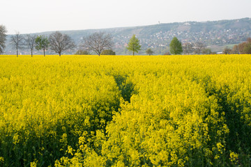Obraz premium Frühling