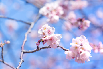 満開の河津桜
