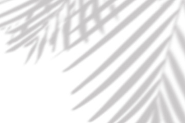 Fototapeta premium Blurred overlay effect for photo. Gray shadow of the palm leaves on a white wall. Abstract neutral nature concept background. Dappled light. Shadows for natural light effects