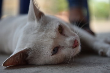Thai cat lying on the cement floor