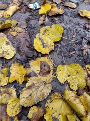 autumn leaves on the ground