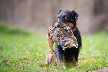 Deutscher Jagdterrier mit Stockente im Fang