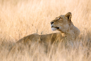 African lioness lying down in savannah in Kruger National park, South Africa ; Specie Panthera leo family of Felidae