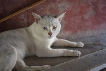 cat on the wall​ A white Thai cat with two colored eyes.