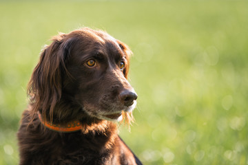 Kleiner M&uuml;nsterl&auml;nder Portrait