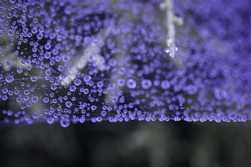 drops of morning dew in the web. Image with purple filter