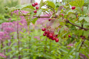 A bunch of wild berries of viburnum on a branch in an autumn garden