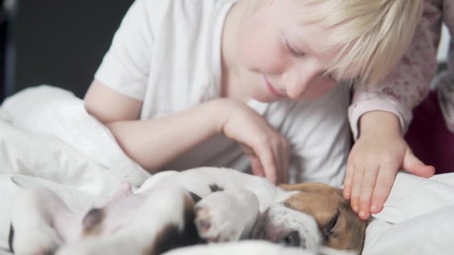 Children watch a little sleeping beagle puppy in bed in the morning
