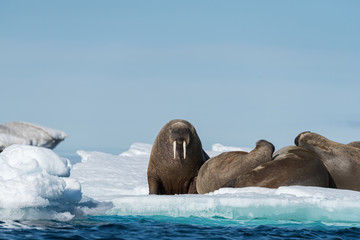 Group of Walruses sitting on a floating ice, Svalbard. 