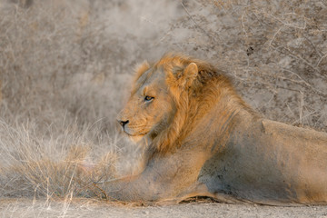 African lion male portrait lying dow,n in Kruger National park, South Africa ; Specie Panthera leo family of Felidae