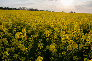 Frühling