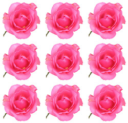 Set Pink roses on white background