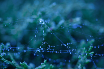 drops of morning dew in the web. Image with blue filter