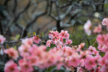Blooming sakura tree in japanese garden